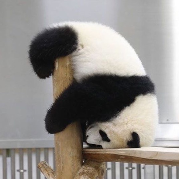 Meet your Posher, Sam - Picture 2 of 4